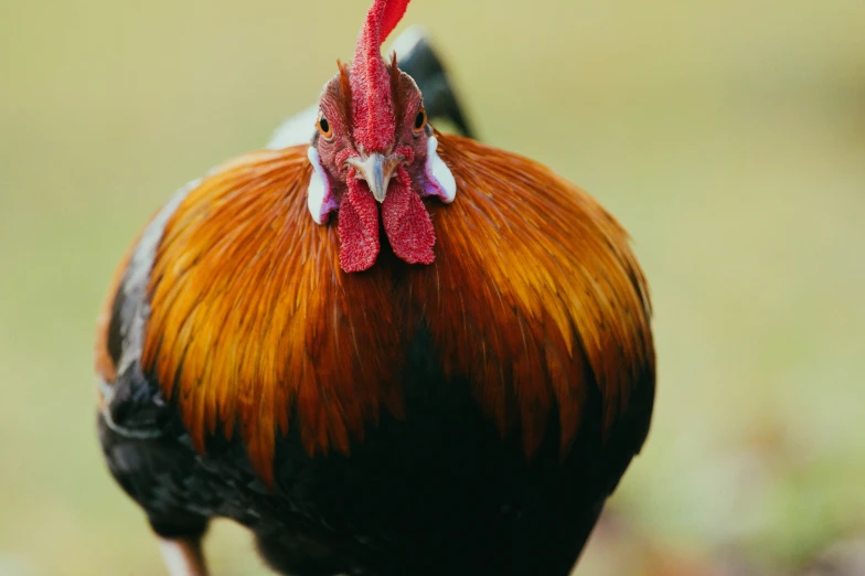 closeup view of a rooster showing the tail