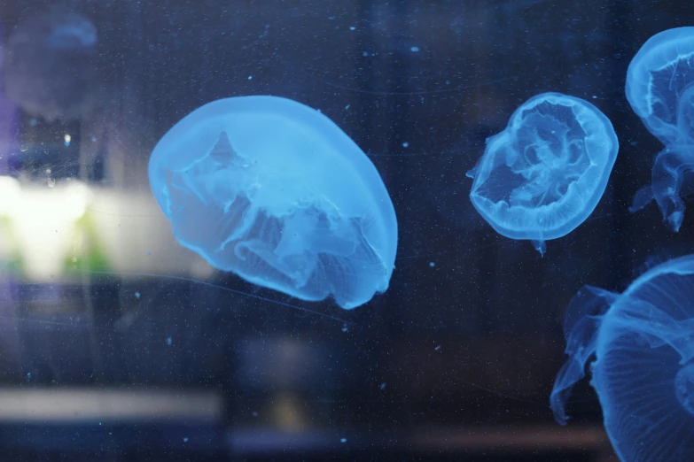 many different jellyfish in various sizes and colors floating