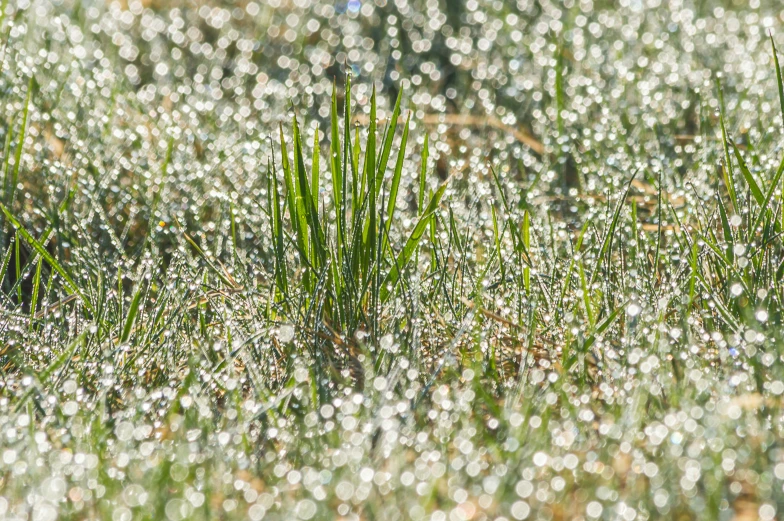 a close up s of grass covered in rain drops