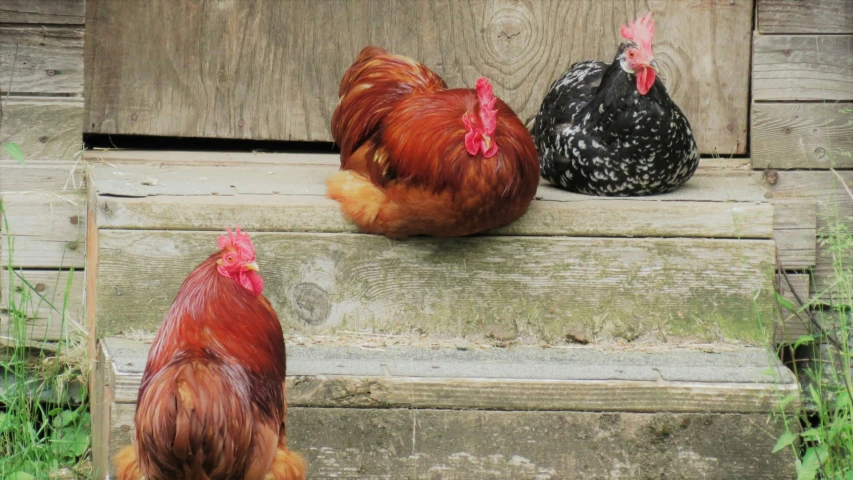 three red chicken stand on some steps near a window