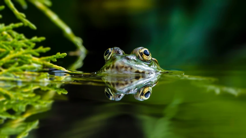 a frog looking off in to the distance while sitting in the water