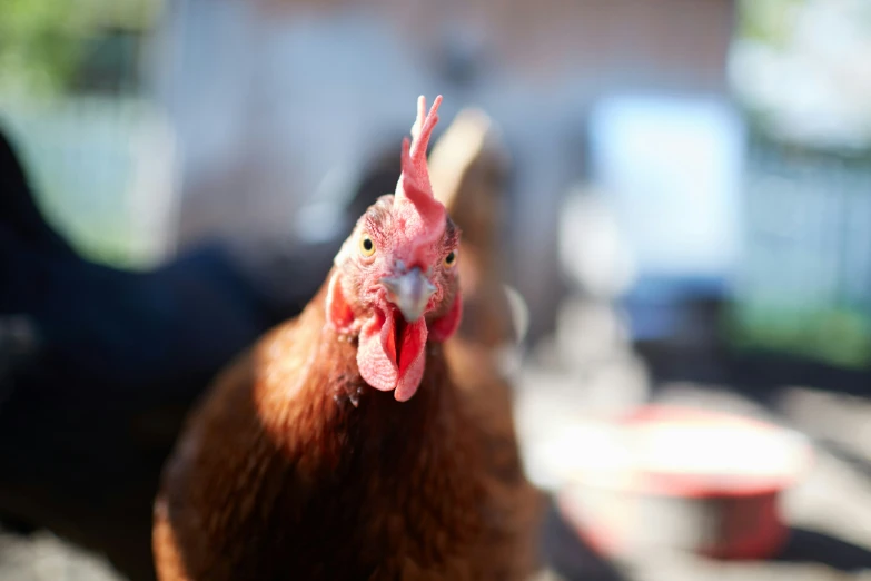 the head of an unbrella chicken is shown with other hens in the background