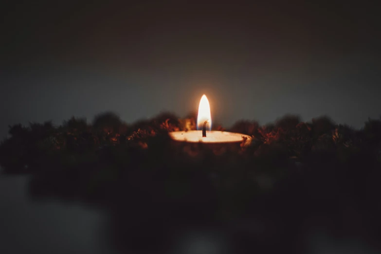 a lit candle in the darkness surrounded by small bushes