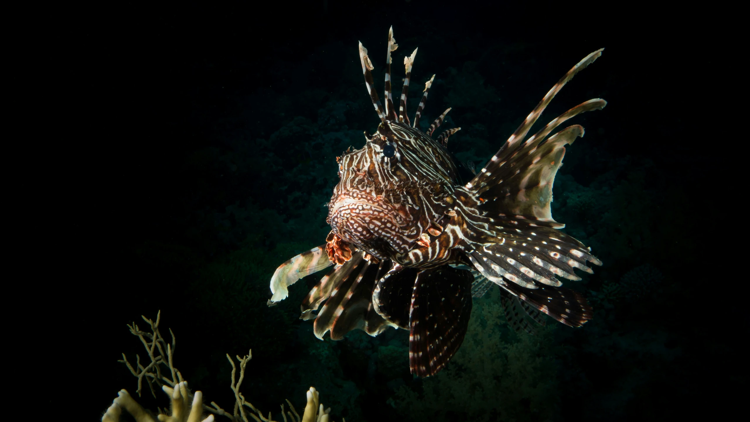 a black and white fish and its fins