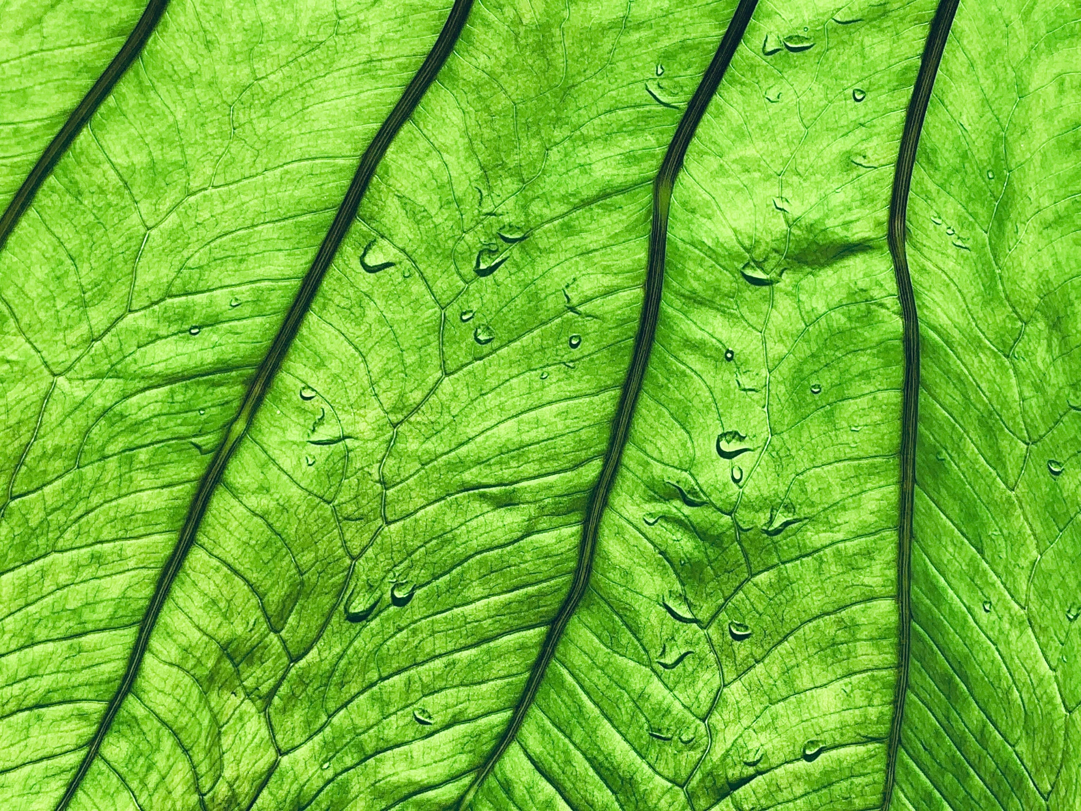 the side of a green leaf with drops of dew