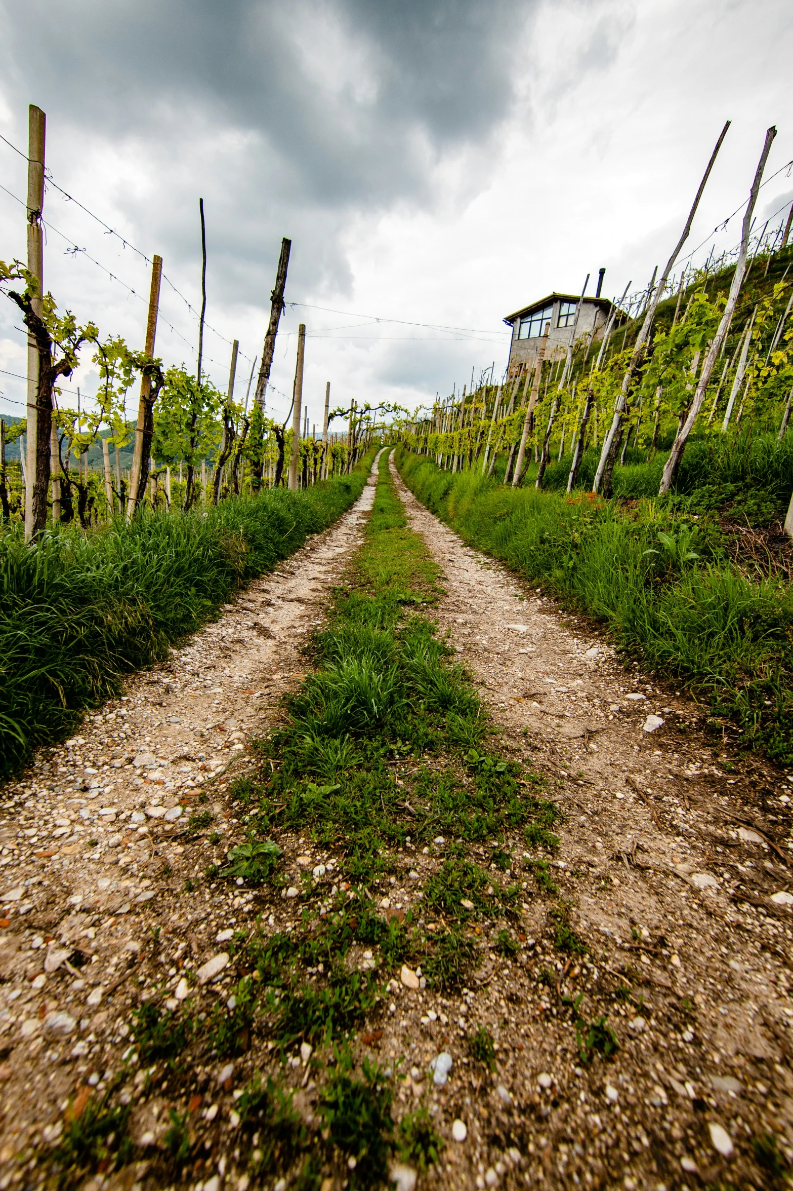 a dirt road with trees and grass at the side