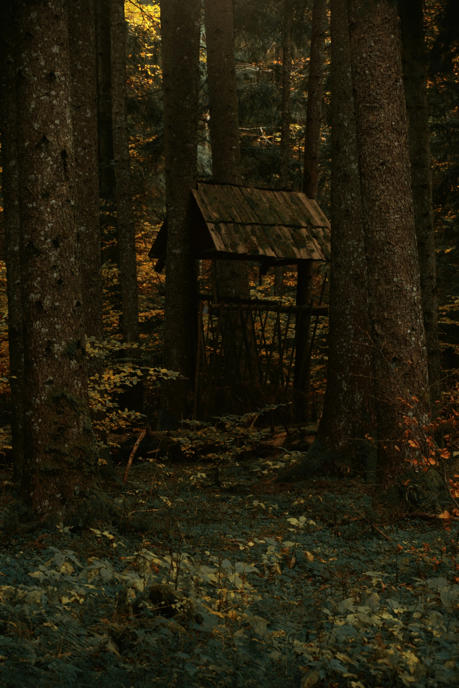 a small hut in a forest under trees