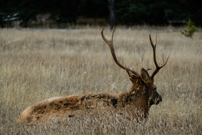 a deer is laying in a tall dry grass field