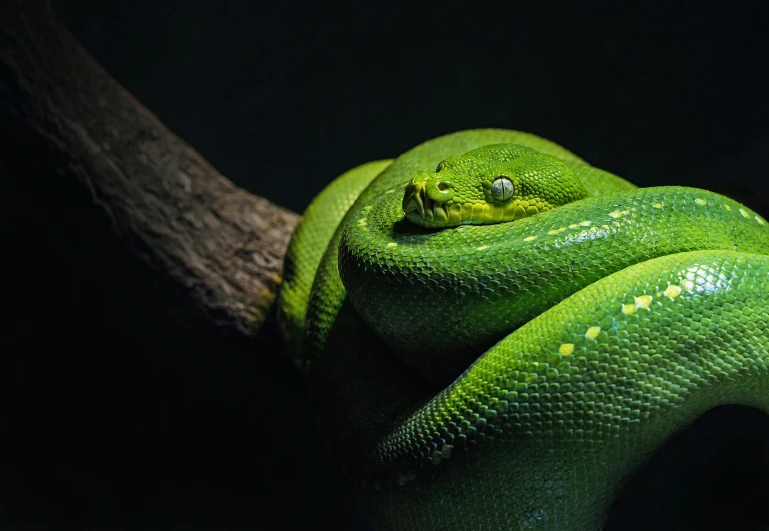 a green tree snake curled up on top of a nch