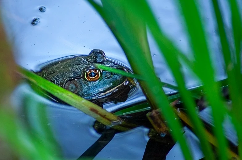 a frog sits on a stick while submerged in some water