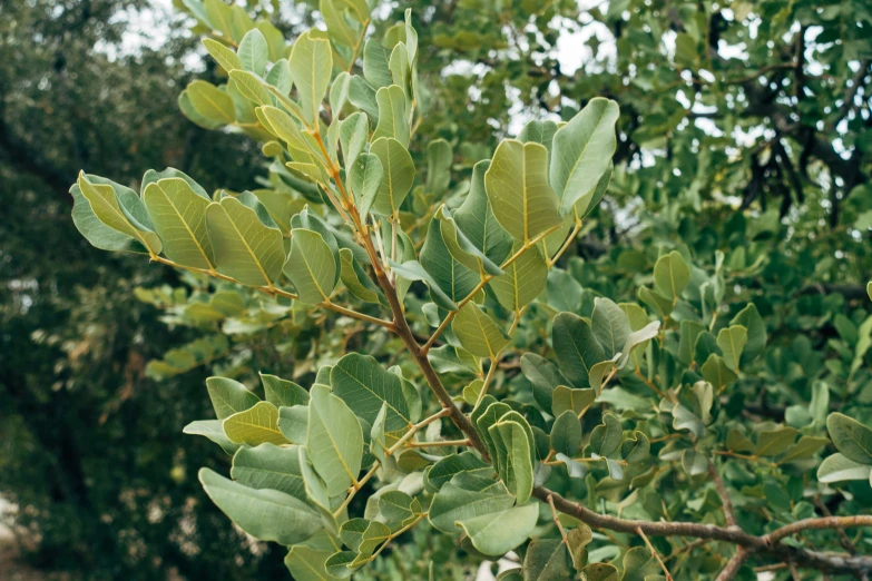 some leaves in the nches of a tree