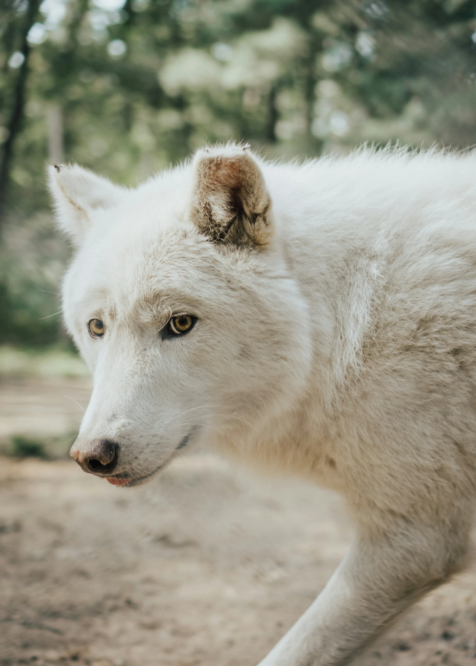 an arctic wolf looks off to the side on a sunny day