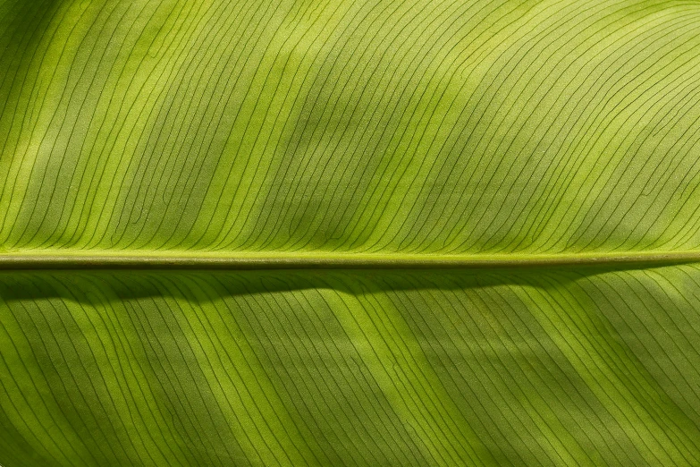 a large leaf that has some type of structure on it