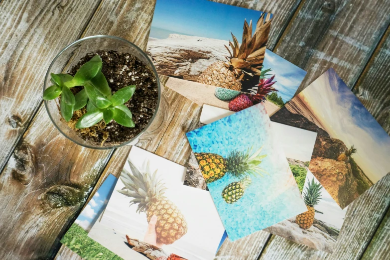 a table with several pictures and a potted plant