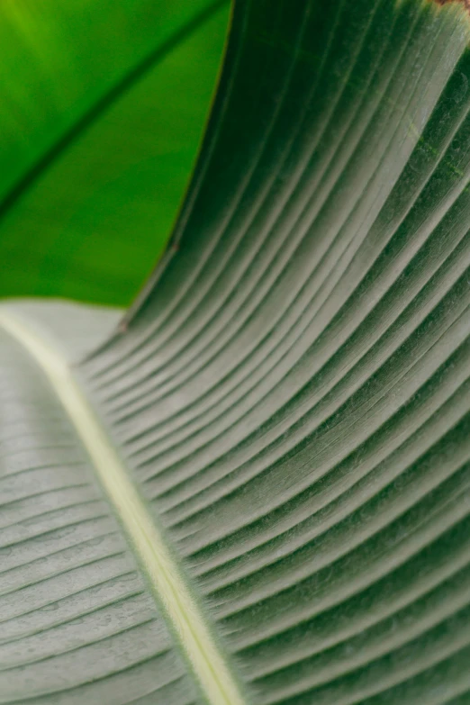 a green leaf from the side of it