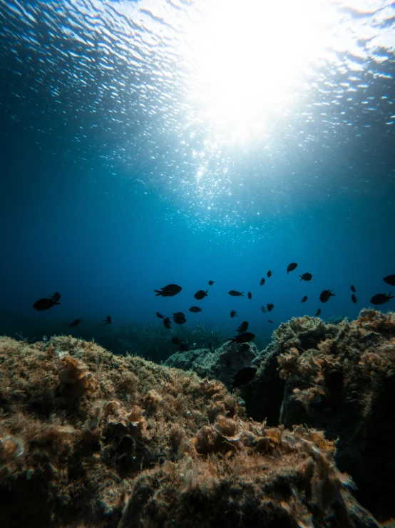 a blue ocean filled with lots of small fish