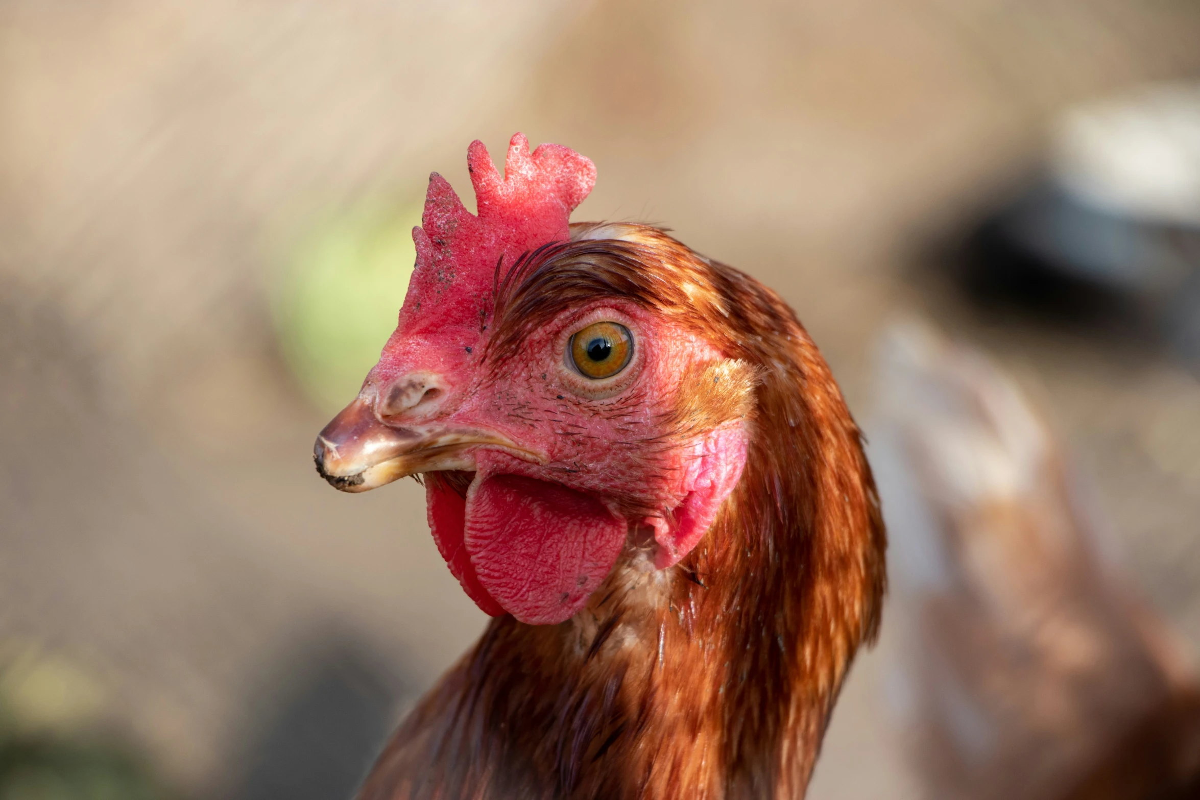 a close up image of a rooster's face