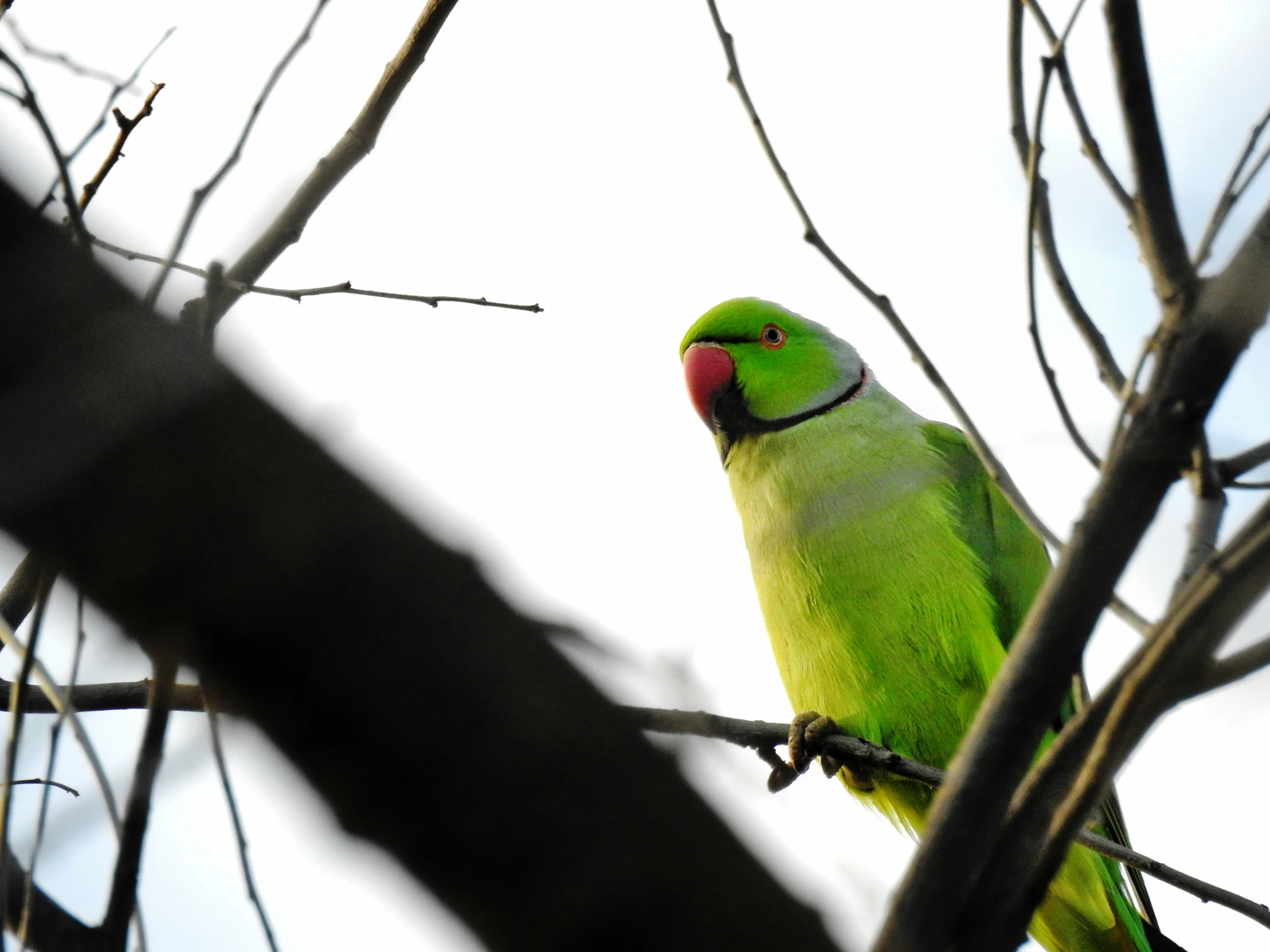 a parrot sits on a tree nch, in the midst of the nches