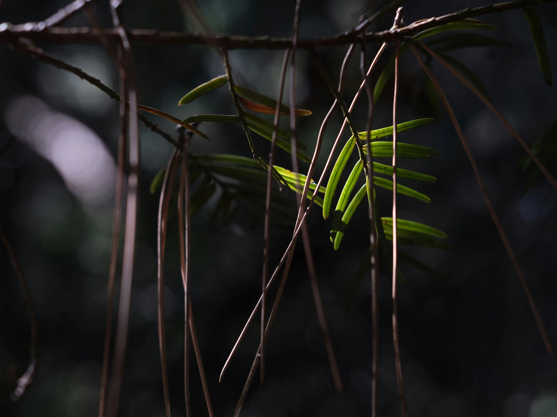 a small bird is perched on the tree limb