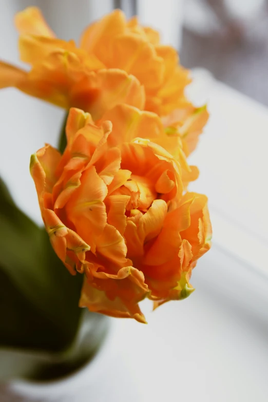 a close up of a single orange flower