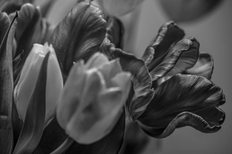 a couple of very pretty flowers in black and white