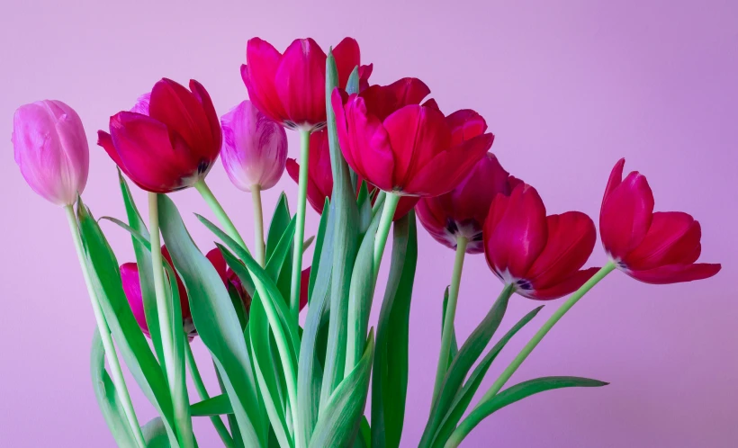 a vase filled with lots of pink tulips