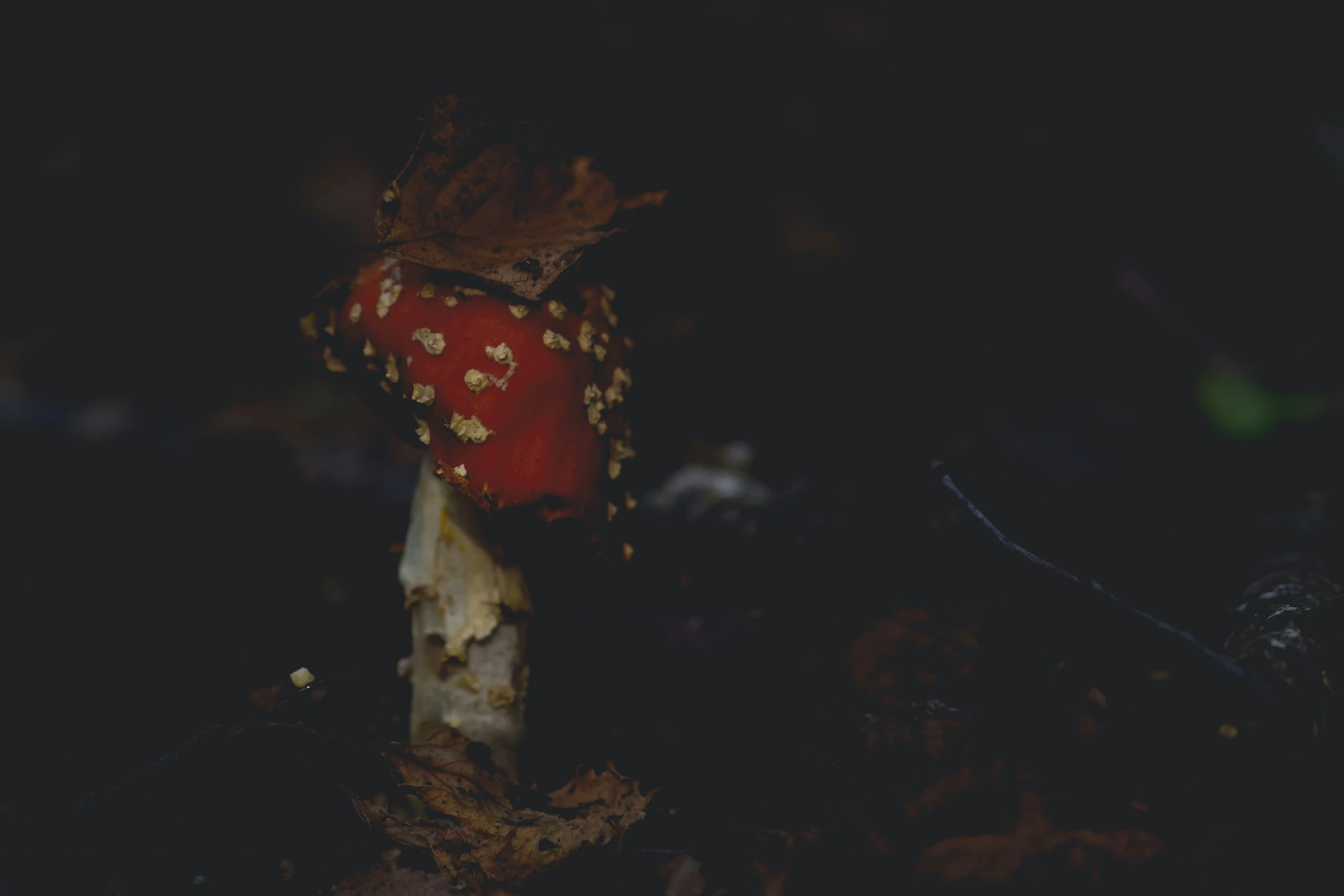 a small mushroom covered in soing is sitting in the dark