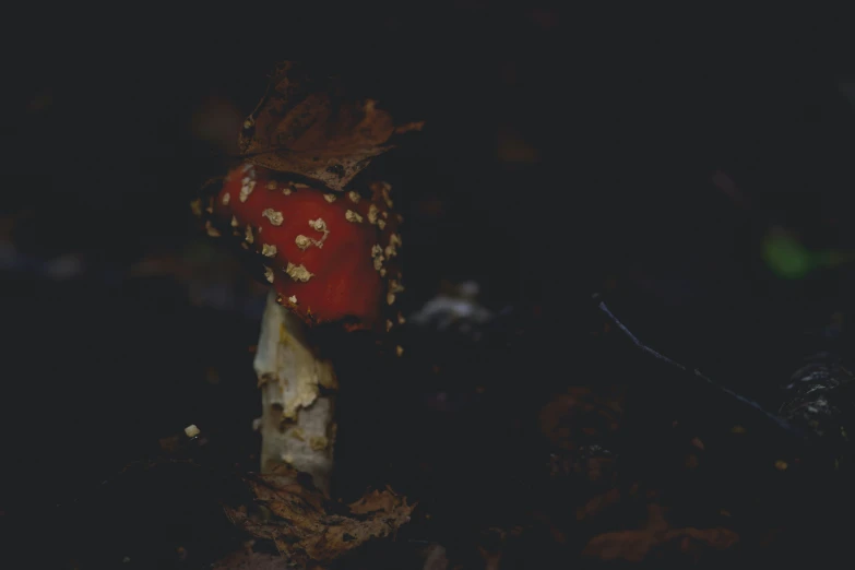 a small mushroom covered in soing is sitting in the dark