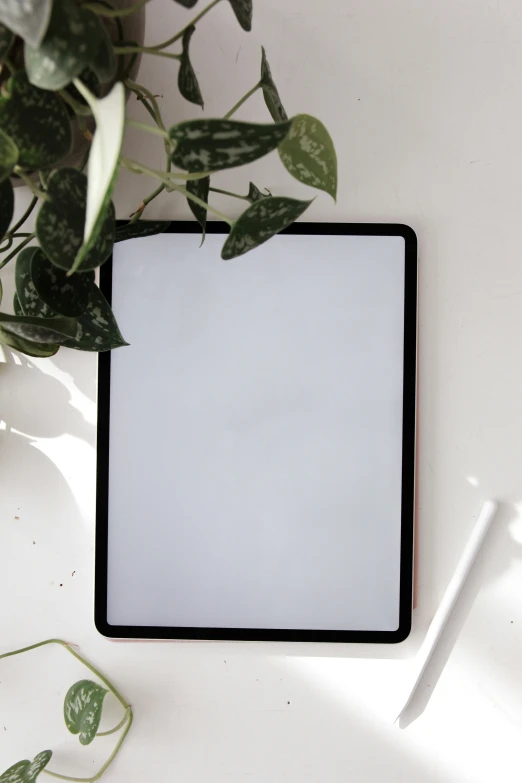 a plant and an empty po frame with a pen