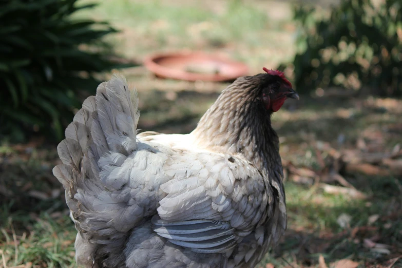 a gray and white chicken standing in grass