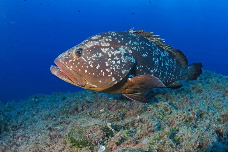 a large fish swims on a blue surface