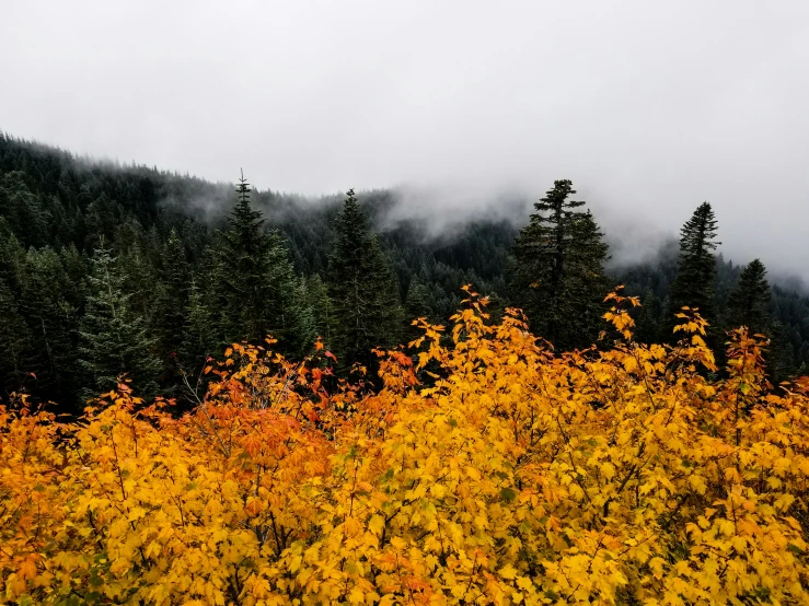 the view of the forest from the side of the hill