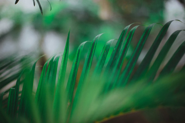 some green and brown plant leaves in a blurry po