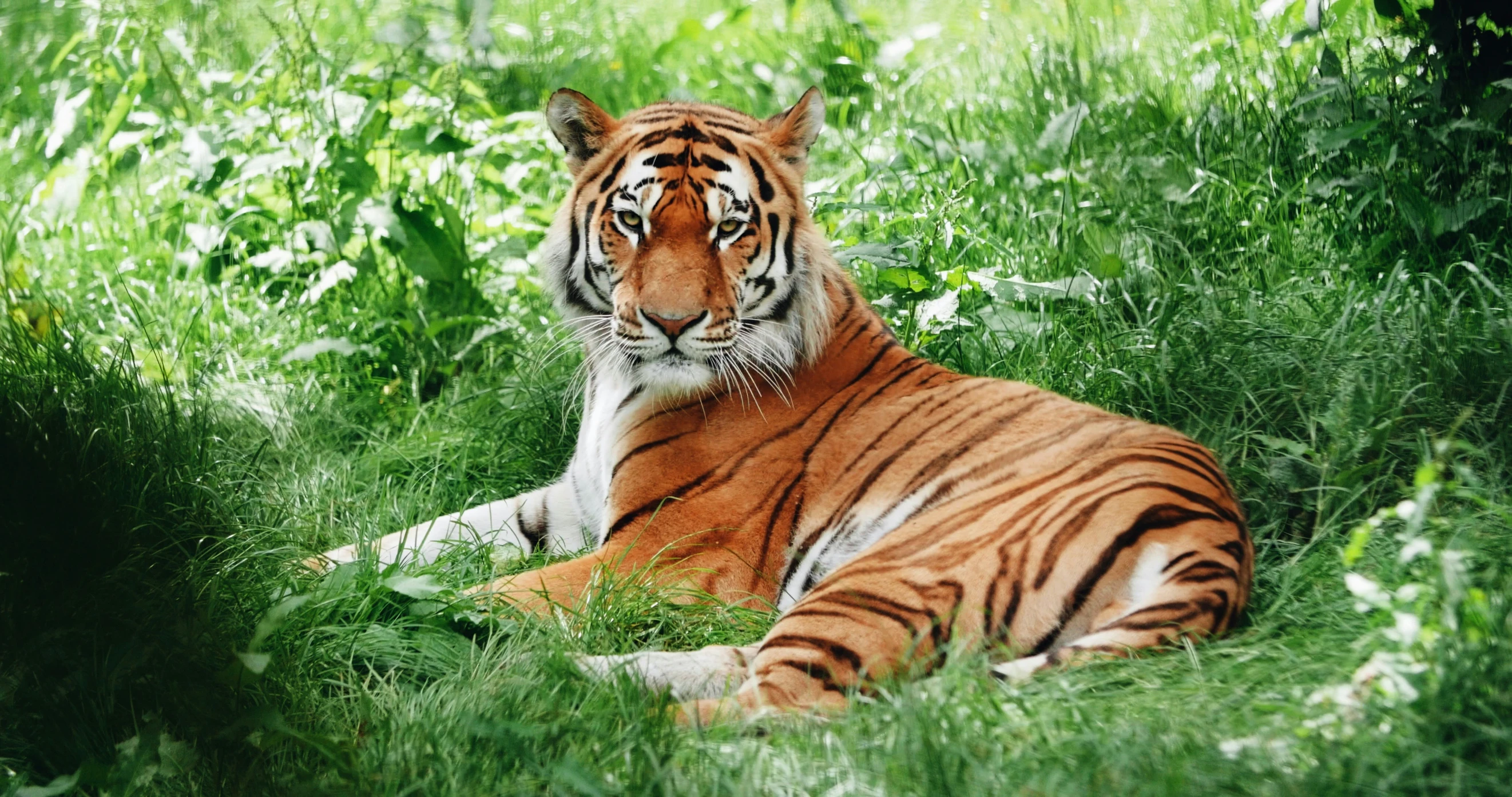 a tiger in the grass is laying down
