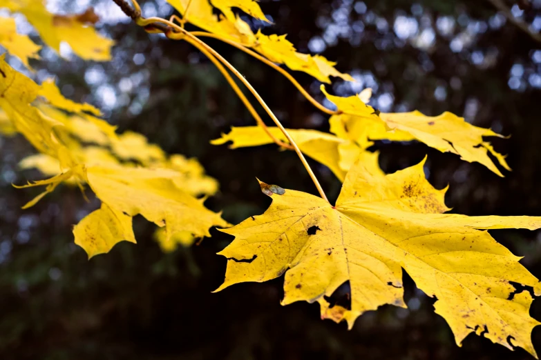 a leafy tree that has yellow and red leaves