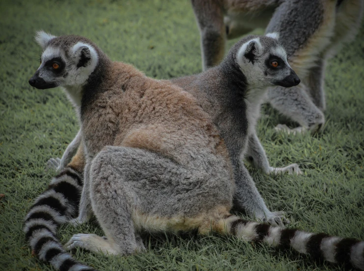 two leraunts sitting in the grass with their tails up