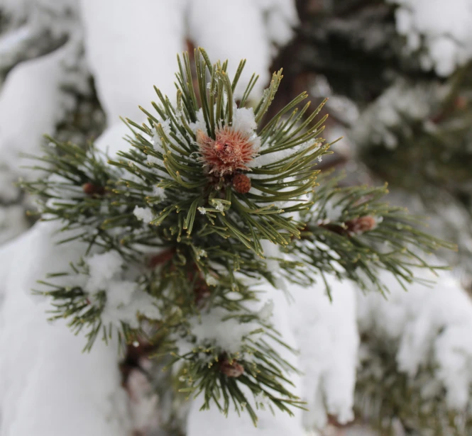 the pine needles are covered in fresh snow