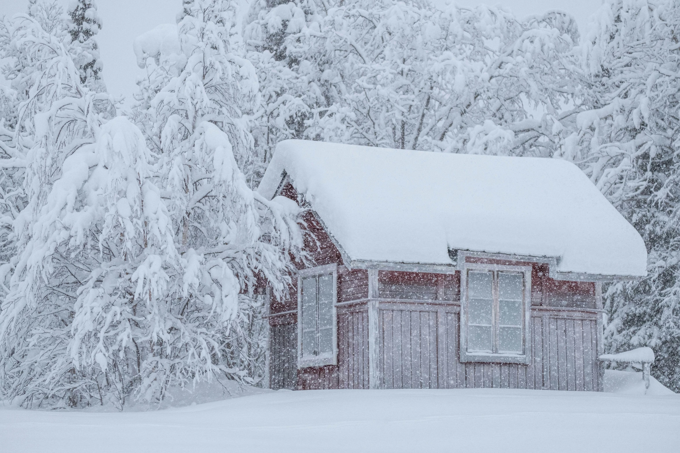 a snow covered cabin stands in front of pine trees