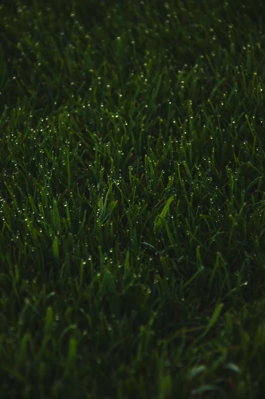 a close up of the water drops on grass