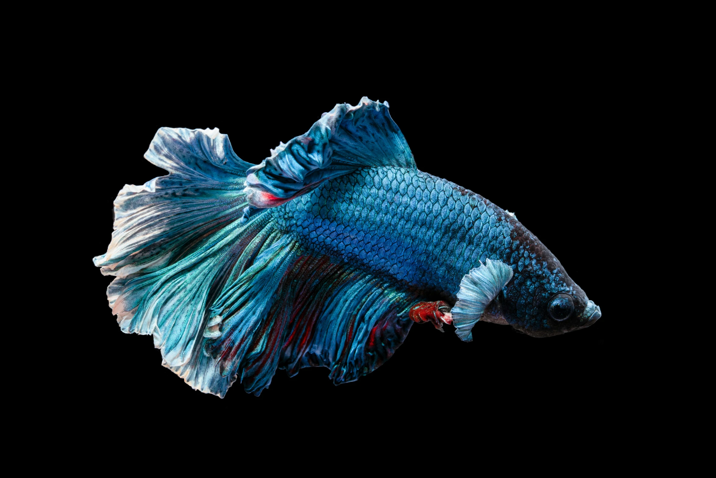 a colorfully colored blue, black and red fish