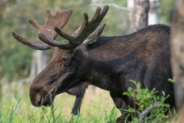 a moose with huge antlers walking through tall grass