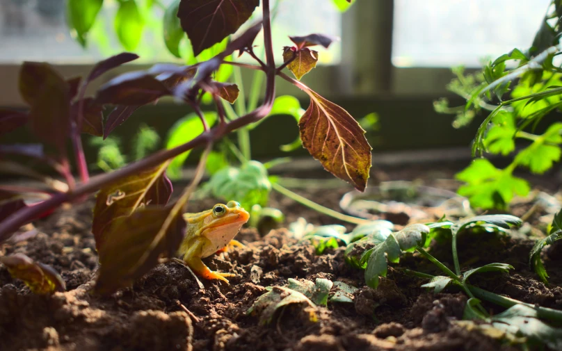 some small lizards have found home in the plant