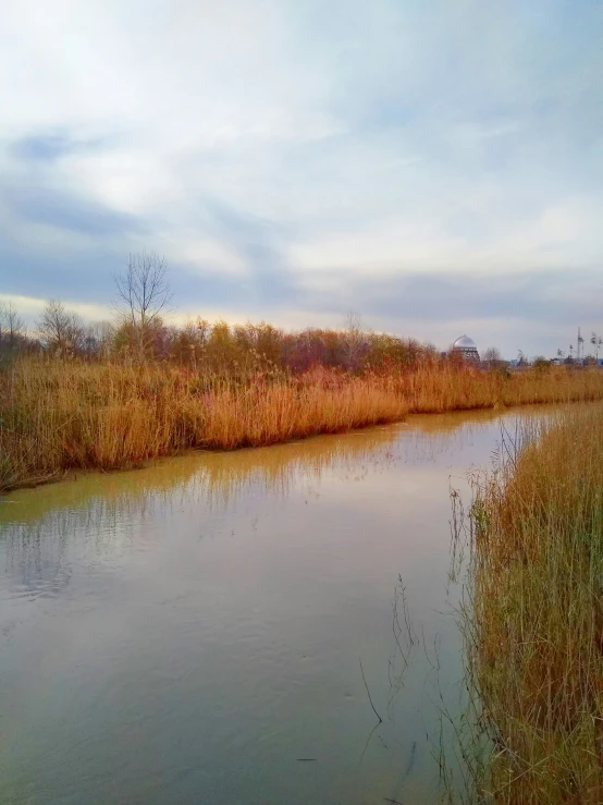 the pond is surrounded by tall dry grasses