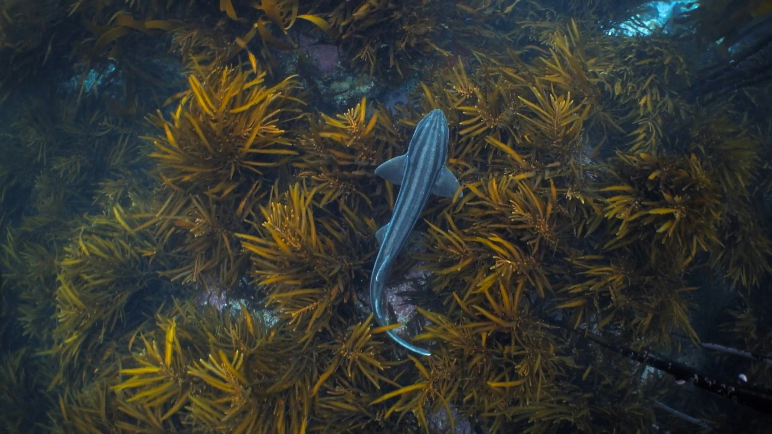 a fish that is floating in some water