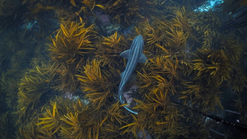 a fish that is floating in some water