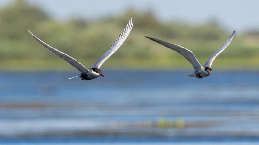 two white birds flying over water with trees in the background