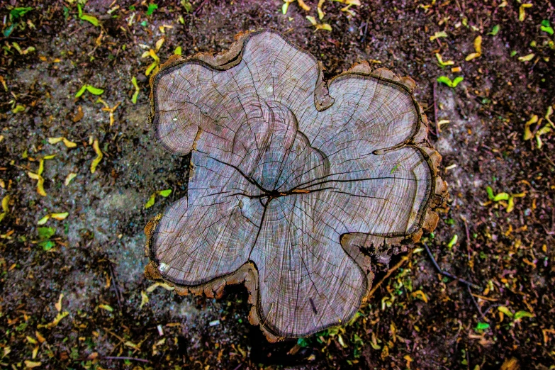 a picture taken from above of some dead leaves