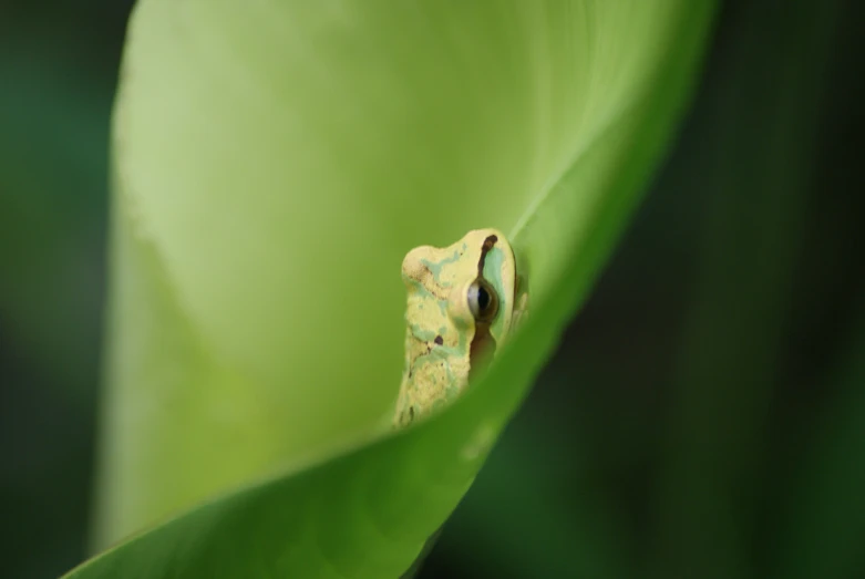 an insect that is inside of a leaf