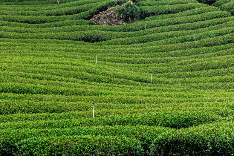 an area that appears to have been covered in tea bushes