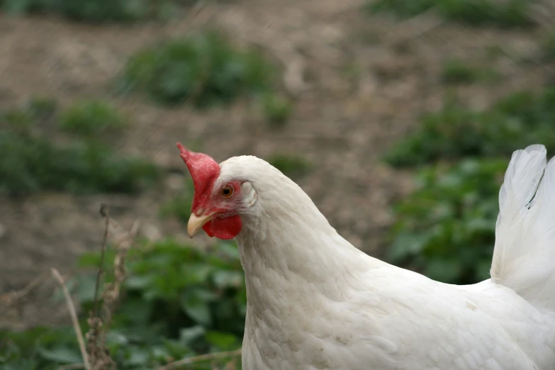 a white chicken with red crest in green grass